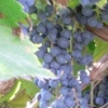 Катюша и виноградная лоза